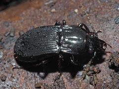 Abax parallelepipedus