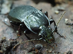 Abax parallelepipedus