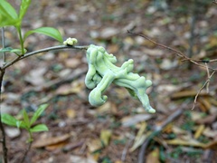 Exobasidium symploci