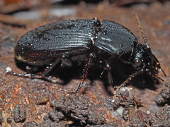 Abax parallelepipedus