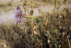 Silene chlorifolia