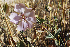 Silene chlorifolia