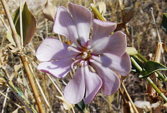 Silene chlorifolia