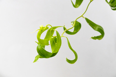 Salix babylonica tortuosa