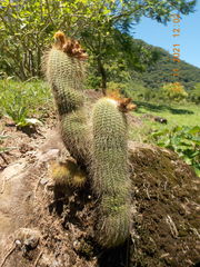 Parodia lenninghausii