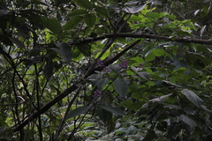 Palicourea lasiantha
