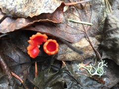 Microstoma protractum