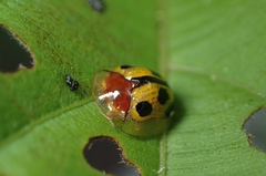 Chiridopsis bowringii