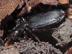 Limodromus
