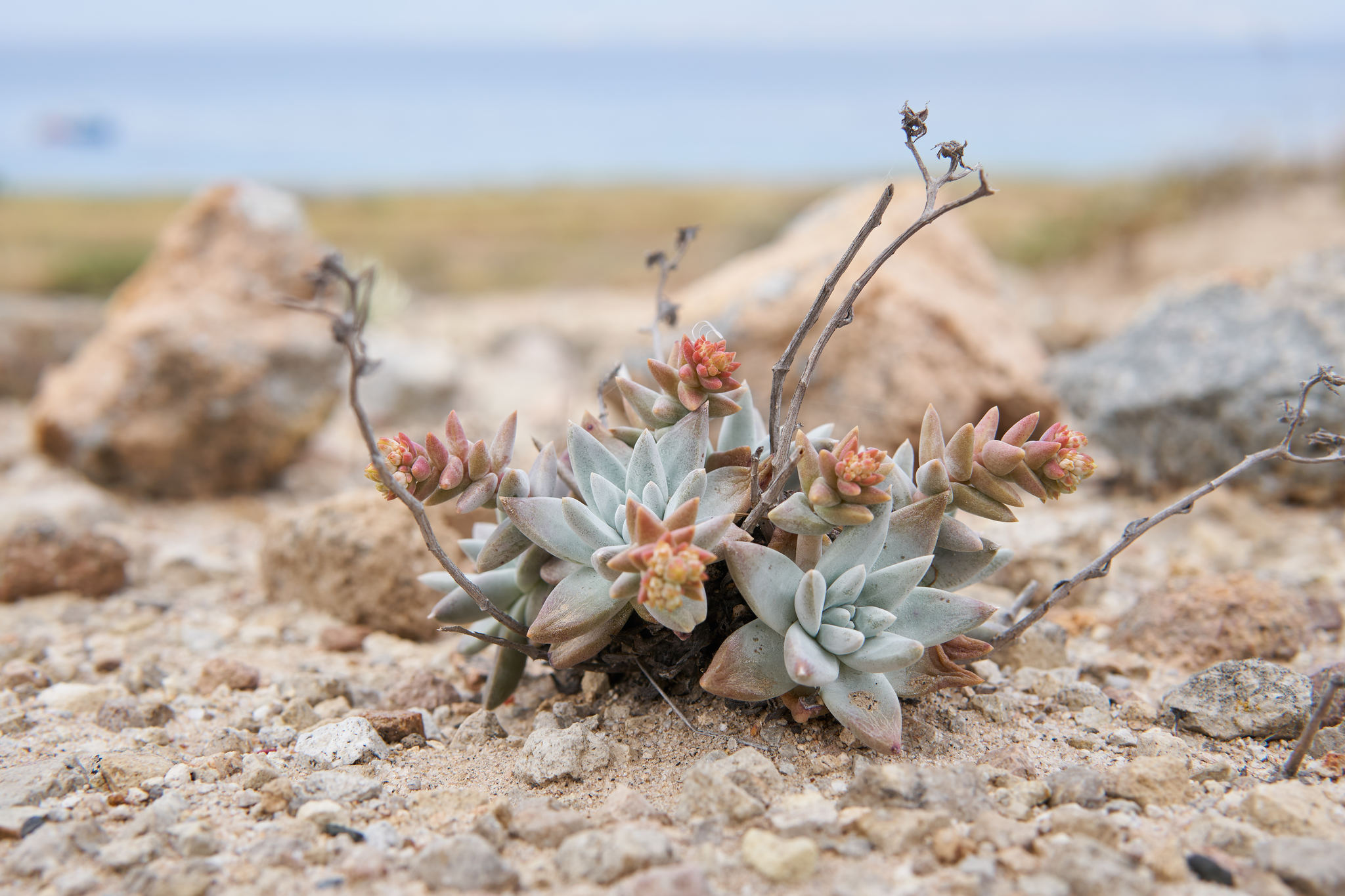 Dudleya gnoma