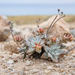 Munchkin Dudleya - Photo (c) Grigory Heaton, some rights reserved (CC BY-NC), uploaded by Grigory Heaton