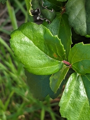 Ribes viburnifolium