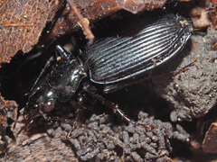 Limodromus