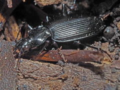 Limodromus