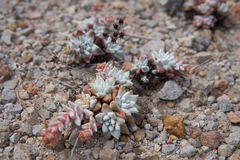 Dudleya gnoma