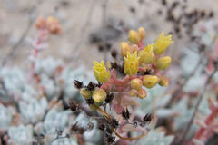 Dudleya gnoma