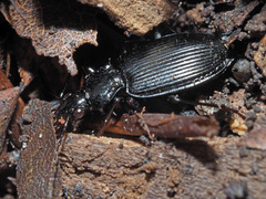 Limodromus