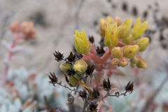 Dudleya gnoma