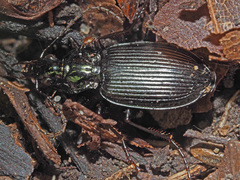 Limodromus