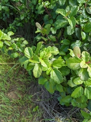 Ribes viburnifolium