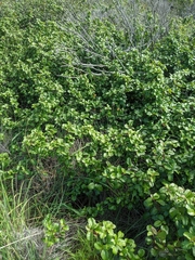 Ribes viburnifolium
