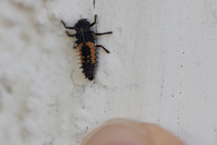 Harmonia axyridis