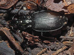 Limodromus