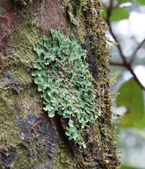 Ricasolia quercizans