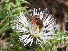 Rhodanthidium