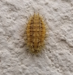 Henosepilachna argus