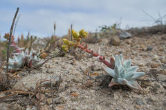 Dudleya gnoma