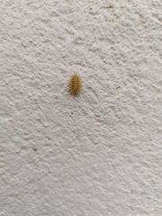 Henosepilachna argus