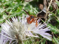 Rhodanthidium