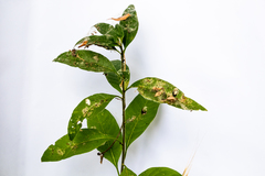 Cestrum parqui