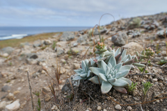 Dudleya gnoma