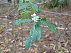 Exobasidium symploci