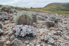 Dudleya gnoma