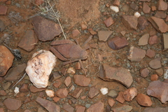 Trachypetrella anderssonii