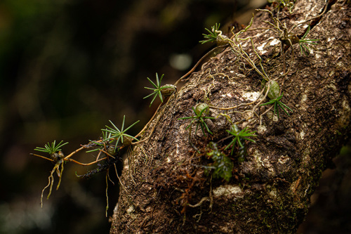 Bulbophyllum pseudohydra image