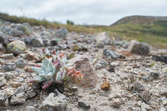 Dudleya gnoma