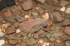 Trachypetrella anderssonii