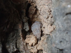 Tudora aurantia