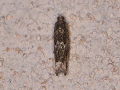 Pseudexentera haracana