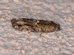 Pseudexentera haracana