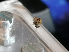 Stenomalina gracilis