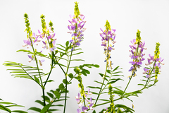 Galega officinalis