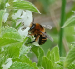 Amegilla quadrifasciata maderae