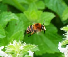 Amegilla quadrifasciata maderae