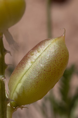 Astragalus praelongus