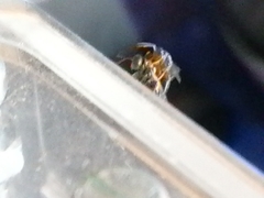 Stenomalina gracilis